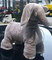 Les enfants EN62115 montent sur l'éléphant mol Toy Car de Toy Car 8KG pendant 48 mois